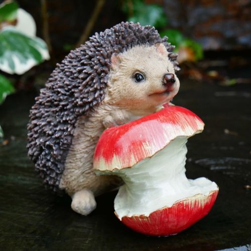 Hedgehog Eating an Apple